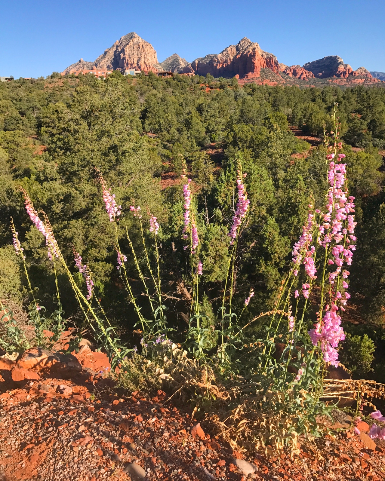 srcset="https://grist.org/wp-content/uploads/2024/02/sedona-flowers-1.jpg?quality=75&strip=all